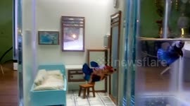 Indonesian man builds a bedroom-themed fish tank for his piscine pets