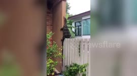 Woman splashes water on wild monitor lizard found on her fence