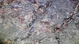 Two scorpions locked in mating dance in Costa Rica
