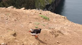 Guilty puffin makes a quick escape after a giant poo