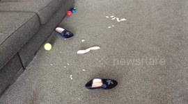 SERIAL SLIPPER KILLER - PUPPY HUNTED BY POLICE DOGS