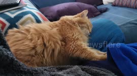 George the cat tap dancing in his sleep