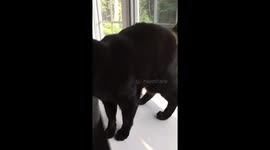 Crazy cat wants cuddles, then attacks!