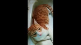 Owner Found His Cat Malo Sitting In Sink