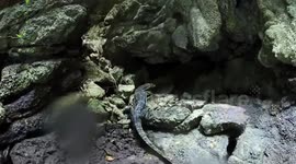 Monitor lizard spotted in Thailand
