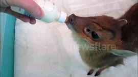Tiny baby Muntjac deer drinks milk from a bottle