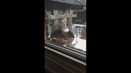 Squirrel steals pizza for breakfast