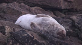 The awakening of the Seal / le réveil du Phoque