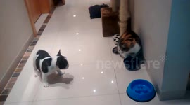 Adorable puppy fails to impress cat