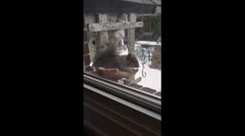 Squirrel steals pizza for breakfast