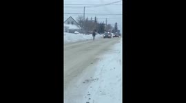 Moose out for a stroll in Timmins, Ontario