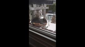 Squirrel steals pizza for breakfast