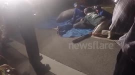 Manatees rescued from a storm drain in Florida, US