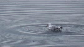 The  gull diving / Les plongeons du goéland
