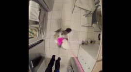 Cute kitten wants his toy