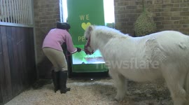 Horse riders build periscope for tiny horse