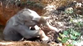 Baby elephant rescued from a pit in China