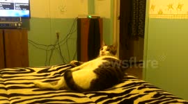 Cat's failure in front of watching dog