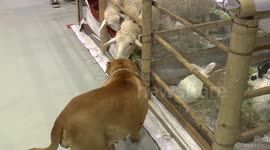 Pit Bull and Sheep Share Affection