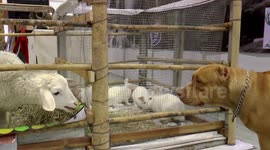 Sheep Tries to Attract Pit Bull Terrier