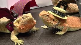 Bearded Dragons at a Pet Show