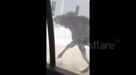 Moose on the loose in Ontario, Canada