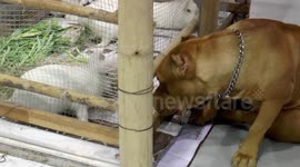 Pit Bull Likes Rabbits