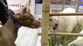 Love at First Sight for a Pit Bull