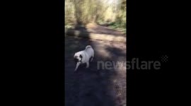 Unlucky pug faceplants log