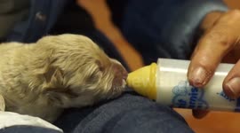 Puppies after forest rescue