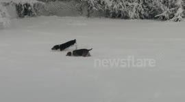 Beagles Snow Day