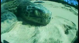 Feeding Huge Sea Turtles In Laniakea Beach (Turtle Beach), Hawaii