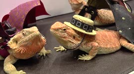 Bearded dragons model strange costumes at Thai pet show