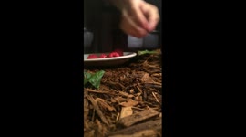 First hand feeding with red foot tortoise.