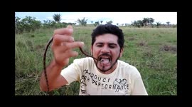 Duas cobras venenosas morderam e engancham presas na língua do homem que as mantinham na boca.