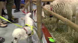 Poodle pees at sheep
