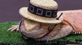 Bearded Dragons model hats and wings at Thai pet show