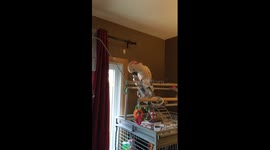 Cockatoo enjoys chucking a water bottle to the ground