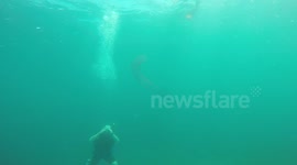 Diving With an Egg Mass from a Diamond-Shaped Squid (Part 1)