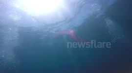 Diving with an Egg Mass from a Diamond-Shaped Squid (Part 2)