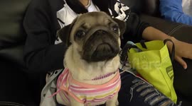 Dog fashion on show in Thailand