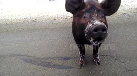Motorist feeds a cookie to an escaped pig