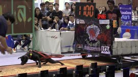 Pit bull terrier strength contest in Thailand