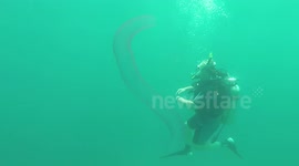 Divers swim with rare bioluminescent sea worm