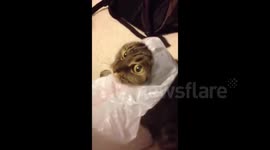 Cat frees itself from plastic bag