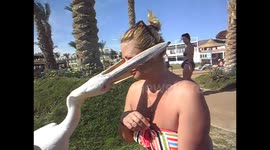 Pelican tries to eat Russian tourist
