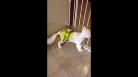 Small boy covers cat in paint