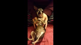 My dog Gollum imitates a goat