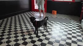 Yoga dog