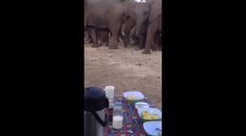 Elephants wander past breakfast picnic